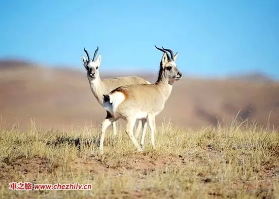 640_wxfmt=jpeg&wxfrom=5&tp=webp.webp (9).jpg