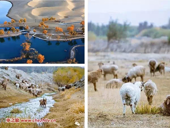 640_wxfmt=jpeg&wxfrom=5&tp=webp.webp (11).jpg