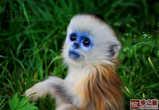 金絲猴.jpg 金絲猴.jpg